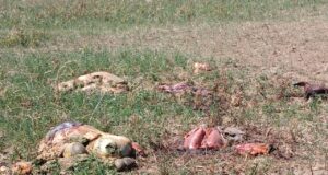 Inseguridad rural: carnearon dos vacas y cortaron alambrados en un campo de Villa Mercedes