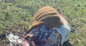 Crece la bronca rural por robos, faenas clandestinas y hostigamiento policial en San Luis