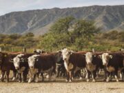 El Oasis logra la habilitación para exportar bovinos y consolida un modelo productivo integrado