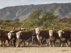 El Oasis logra la habilitación para exportar bovinos y consolida un modelo productivo integrado