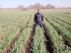 A pesar de todo, el ajo vuelve a brotar: resiliencia, ciencia y futuro para el cultivo en Villa Mercedes