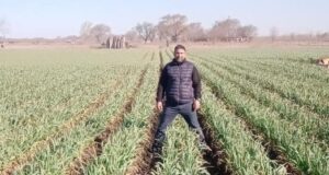 A pesar de todo, el ajo vuelve a brotar: resiliencia, ciencia y futuro para el cultivo en Villa Mercedes