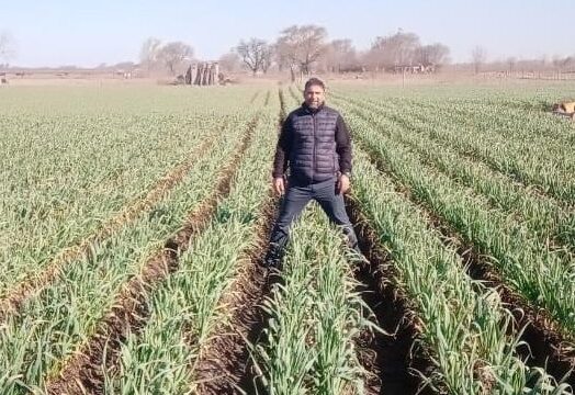 A pesar de todo, el ajo vuelve a brotar: resiliencia, ciencia y futuro para el cultivo en Villa Mercedes