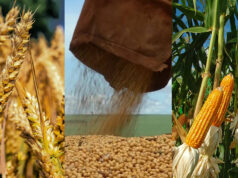 El agro argentino avanza con buenas perspectivas: soja, maíz y trigo muestran solidez pese a la volatilidad global