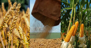 El agro argentino avanza con buenas perspectivas: soja, maíz y trigo muestran solidez pese a la volatilidad global