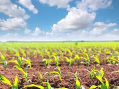 San Luis cerró la siembra de maíz y soja con números firmes y buenas perspectivas productivas