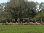 Manos que cuidan la tierra, agro que cuida el futuro
