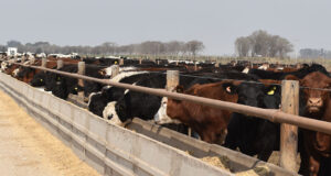 Producción de carne: se rompe de un ciclo de crecimiento y se contrae la oferta global