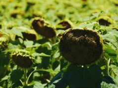 Girasol: con un manejo integral, minimizan el impacto de las aves