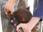 Activan la identificación electrónica obligatoria y redefinen la trazabilidad del rodeo