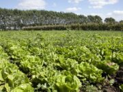 Simplificación del registro de productos fitosanitarios con foco en cultivos menores