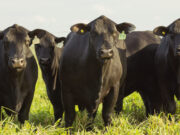 Los desafíos para el productor ganadero ante la obligación de trazar electrónicamente el rodeo