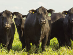 Los desafíos para el productor ganadero ante la obligación de trazar electrónicamente el rodeo