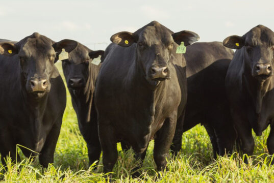 Los desafíos para el productor ganadero ante la obligación de trazar electrónicamente el rodeo