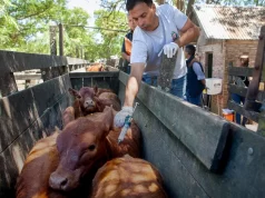 Se amplían las opciones para el manejo y prevención de la brucelosis bovina