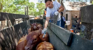 Se amplían las opciones para el manejo y prevención de la brucelosis bovina