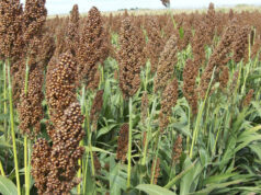 Quiénes empujaron el crecimiento agrícola en San Luis y por qué