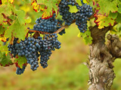 Impulsan la revalorización de las uvas criollas con potencial enológico