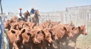 Índice de reposición: qué dicen los números nacionales y cómo impactan en la ganadería de San Luis