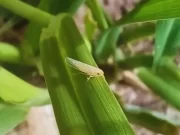 Chicharrita del maíz: estrategias para reducir el riesgo del achaparramiento del cultivo