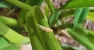 Chicharrita del maíz: estrategias para reducir el riesgo del achaparramiento del cultivo
