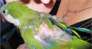 Psitacosis: Salud informó que no hay casos positivos pero mantiene la vigilancia activa
