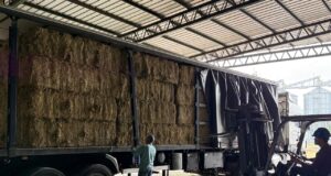 Desde Villa Mercedes, dos nuevos envíos de alfalfa llegaron a Brasil y Aruba