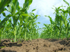 San Luis cerró la siembra estival 2025-2026 con más de 870 mil hectáreas implantadas