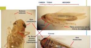 Alertan por casos de chicharrita observados en algunos lotes de San Luis y piden actuar con monitoreo, sin pánico