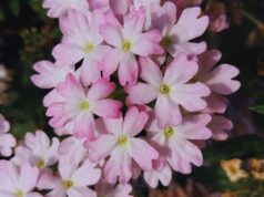 Presentan tres nuevas variedades de plantas de exterior