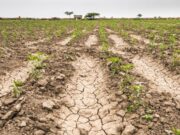 Sequía en el centro del país y cosecha récord en juego: el clima empieza a sostener los precios