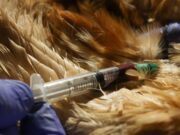 Actualizan sistema de acreditaciones en sanidad animal para veterinarios, técnicos y privados