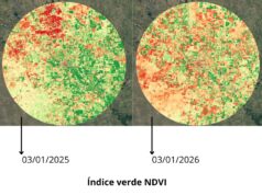La sequía deja sin sembrar la mitad del área agrícola en el centro este de San Luis