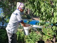 San Luis continúa con el plan de erradicación de la mosca de los frutos con liberación de machos estériles