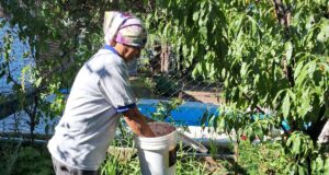 San Luis continúa con el plan de erradicación de la mosca de los frutos con liberación de machos estériles