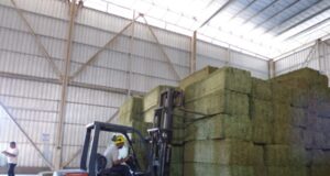 AgroZAL afianza a San Luis en el mapa exportador con 725 toneladas de alfalfa rumbo a Medio Oriente