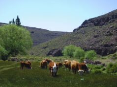 Mejorar la fertilidad y productividad de los suelos con carbono