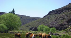 Mejorar la fertilidad y productividad de los suelos con carbono