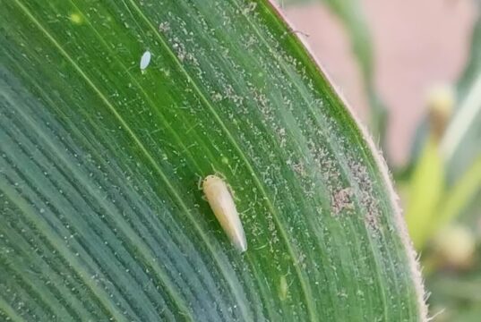 La detección temprana ordena el manejo de la chicharrita del maíz