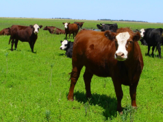 El margen bruto del novillo pesado supera al del liviano