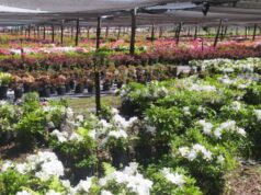 Actualización del marco integral del Renfo y simplificación de los trámites fitosanitarios