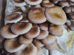 A partir de hongos comestibles, desarrollan alimentos funcionales