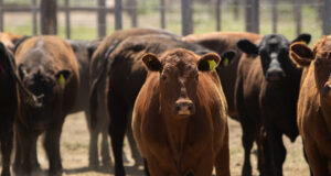 Se actualizan los sistemas de control de brucelosis bovina para el movimiento de hacienda
