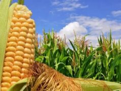 Un dato que cambió el mercado: el USDA sorprendió con más maíz y tensionó el escenario argentino