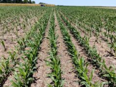 San Luis transita una campaña agrícola marcada por el calor y el seguimiento atento de los cultivos