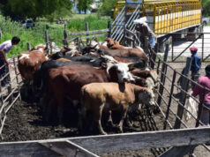 Río Cuarto elimina dos tasas municipales vinculadas al traslado y la comercialización de hacienda