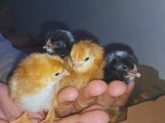 Optimizan la eficiencia genética de ponedoras Negra INTA