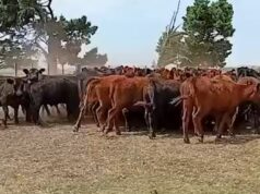 Faena y producción: el desafío de producir más con similar stock