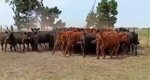 Faena y producción: el desafío de producir más con similar stock