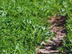 Alfalfa: nuevas variedades para distintos desafíos ganaderos